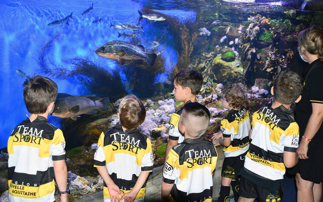 Sortie de fin d'année à l'aquarium !