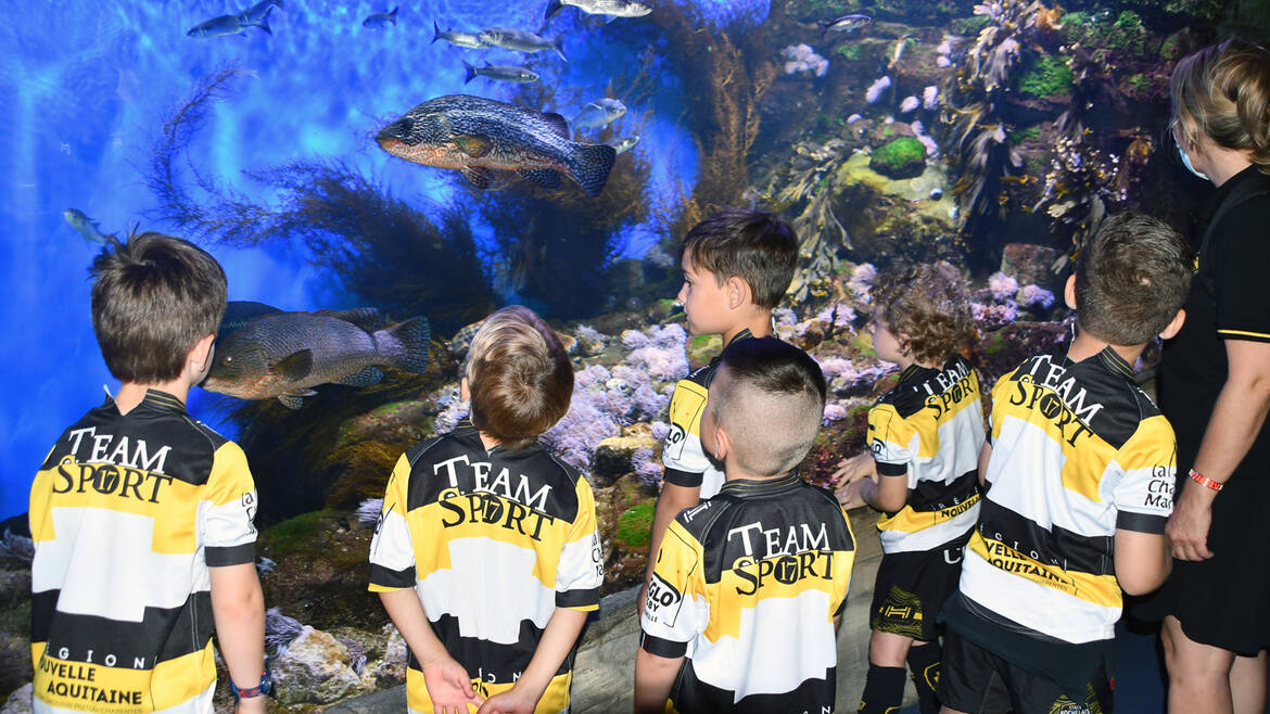 Sortie de fin d'année à l'aquarium !